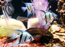 Color Fish in a Reef Aquarium