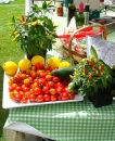 Chilli Fiesta