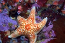 Leather Star