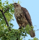 Perched Osprey