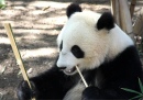 Panda Portrait