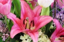 "Robina" Lily