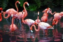 Flamingos Jungle Gurden
