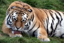 Juat a Big Pussy Cat...