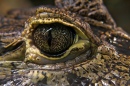 Cocodrile