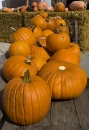 Pumpkins puzzle on TheJigsawPuzzles.com