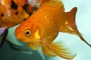 Portrait of Goldie