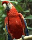 Macaw