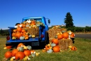 King Estate Winery Pumpkin Harvest puzzle on TheJigsawPuzzles.com