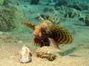 Zebra Dwarf Lionfish