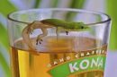 Gecko und ein Bier