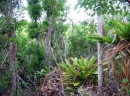 Cayman Ironwood Forest
