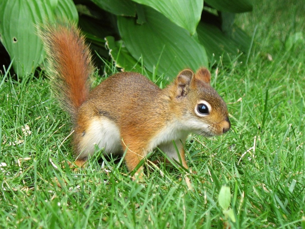 North American Red Squirrel jigsaw puzzle in Macro puzzles on