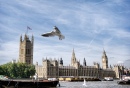 Seagull over Westminster