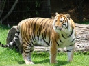 Tiger at Dreamworld