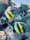 Ein Paar Rotmeer-Wimpelfische im Temple Reef