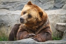 Thoughtful Bear