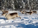 Reindeer Herd, Lapland