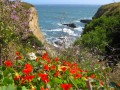 Cliffs and Flowers on the Pacific Coast