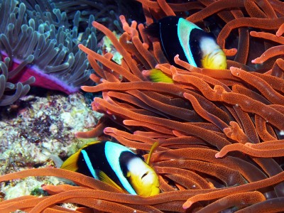 Clown Fish Jigsaw Puzzle In Under The Sea Puzzles On Thejigsawpuzzles