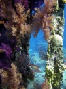 Corais no Navio Naufragado Yolanda
