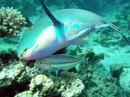 Parrotfish with Klunzinger's Wrasse