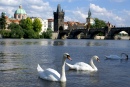 Swans and the Charles Bridge, Prague