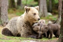Mama Bär Und Drei Junge Bären
