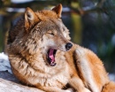 Wolf Yawning on the Sun
