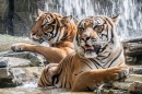 Tigers Taking a Bath