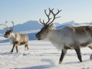 Reindeers in the Northern Norway
