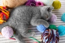 Gray Kitten, Colorful Yarn