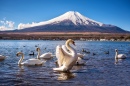 Белый лебедь на озере Яманака, Япония
