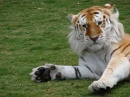 Tiger at Dreamworld