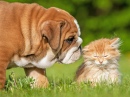 English Bulldog and a Little Kitten