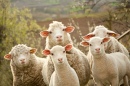 Schafe posieren für ein Foto