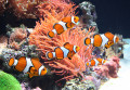 Sea Anemones and Clownfish