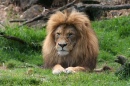 Mr Lion. Auckland Zoo, New Zealand