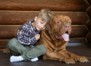 A Boy and His French Mastiff