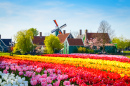 Dutch Landscape with Tulips