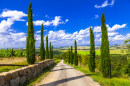 Alley with Cypresses, Tuscany, Italy