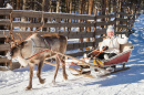 Поездка в санях с оленьей упряжкой в Финляндии