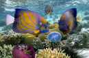 Korallenriff und Tropische Fische