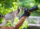 Lemur Photographer