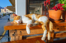 Red Cat Sleeping on a Bench
