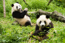 Pandas Having Lunch