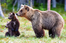 Kleine Braunbären mit ihrer Mutter