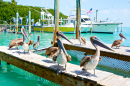 Brown Pelicans in Islamorada, Florida Keys