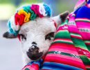 Baby Lamb in a Peruvian Blanket