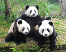 Three Giant Pandas